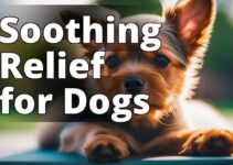 Heal Your Furry Friend: The Ultimate Guide To Cbd Oil For Dog Ear Infections